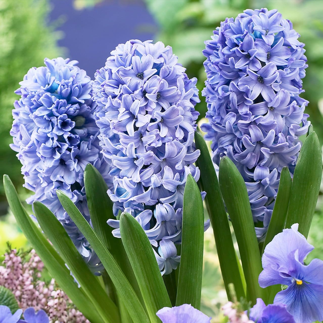 Heirloom Non-GMO Hyacinths Flower Seeds for planting in home garden